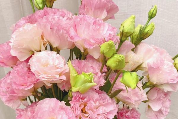 粉色桔梗有什么花语,代表甜蜜的爱、坚强自信、温暖浪漫