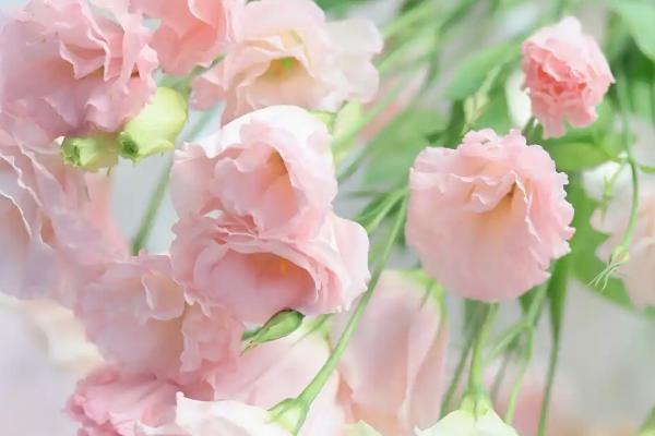 粉色桔梗有什么花语,代表甜蜜的爱、坚强自信、温暖浪漫