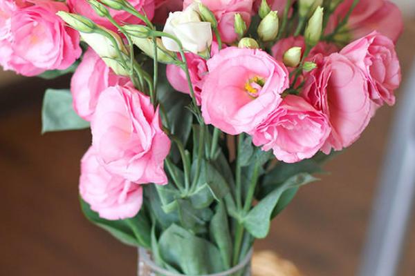 粉色桔梗有什么花语,代表甜蜜的爱、坚强自信、温暖浪漫