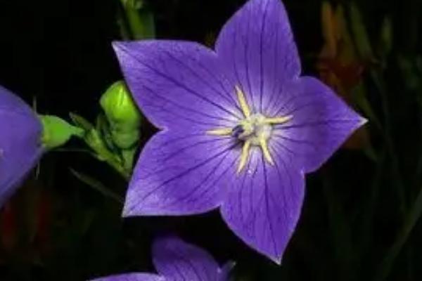 粉色桔梗有什么花语,代表甜蜜的爱、坚强自信、温暖浪漫