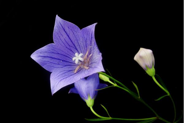 粉色桔梗有什么花语,代表甜蜜的爱、坚强自信、温暖浪漫