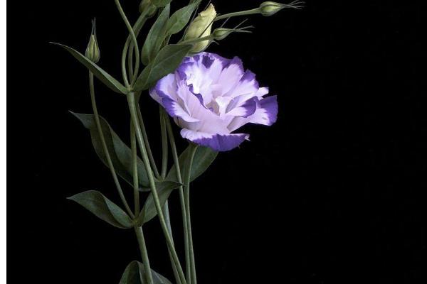 粉色桔梗有什么花语,代表甜蜜的爱、坚强自信、温暖浪漫