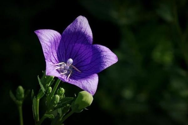 粉色桔梗有什么花语,代表甜蜜的爱、坚强自信、温暖浪漫