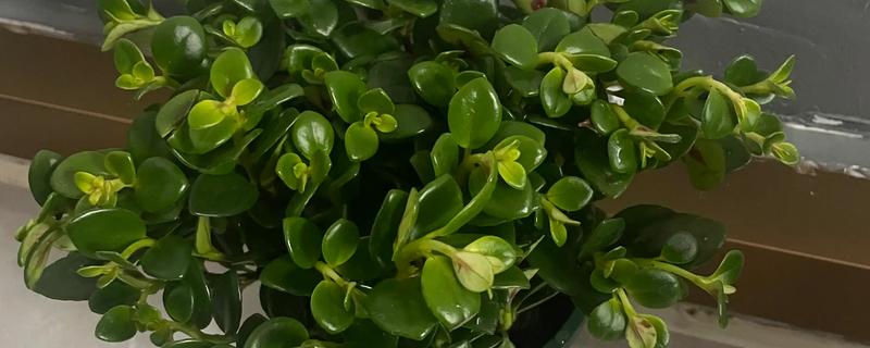 金鱼花几天浇水一次，春秋季每星期浇水2-3次