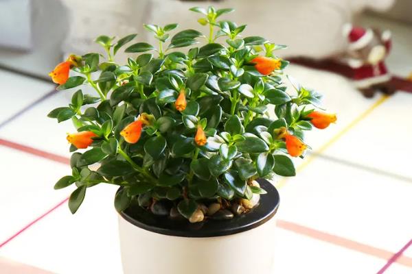 金鱼花几天浇水一次，春秋季每星期浇水2-3次