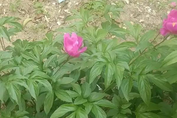 芍药的叶片形状，形状为披针形