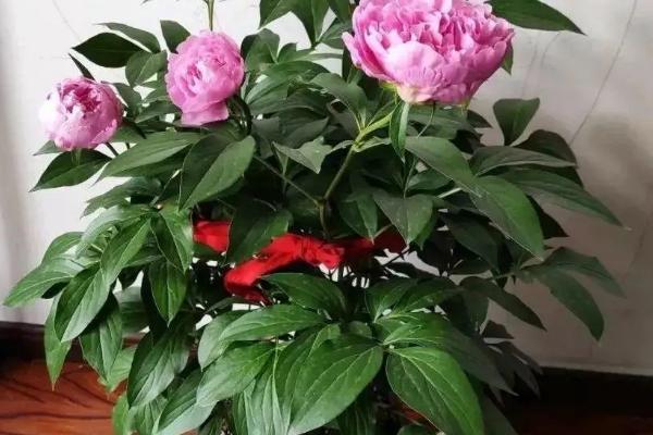 芍药的叶片形状，形状为披针形