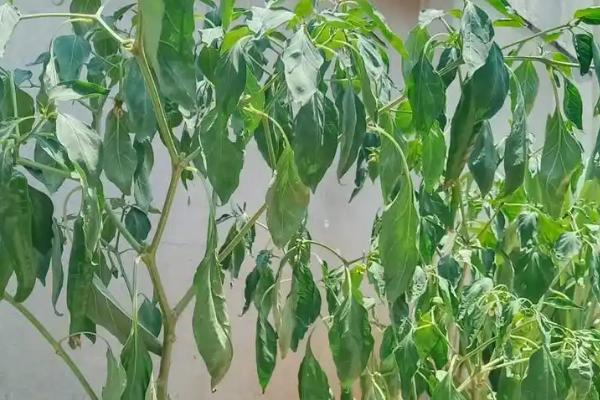 辣椒为什么会感染卷叶病毒，一般是与茄科作物连作、蚜虫传播病毒等因素所致
