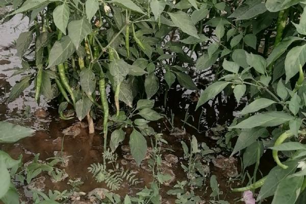 辣椒为什么会感染卷叶病毒，一般是与茄科作物连作、蚜虫传播病毒等因素所致
