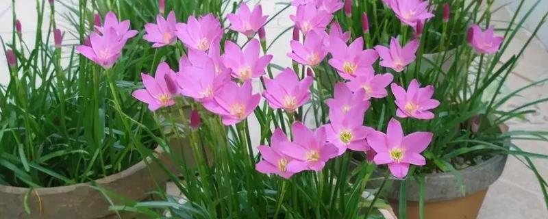 风雨兰怎样过冬，将盆栽摆放在室内养护