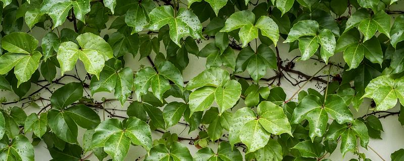 怎么养常青藤,春秋季节将浇水换成喷水