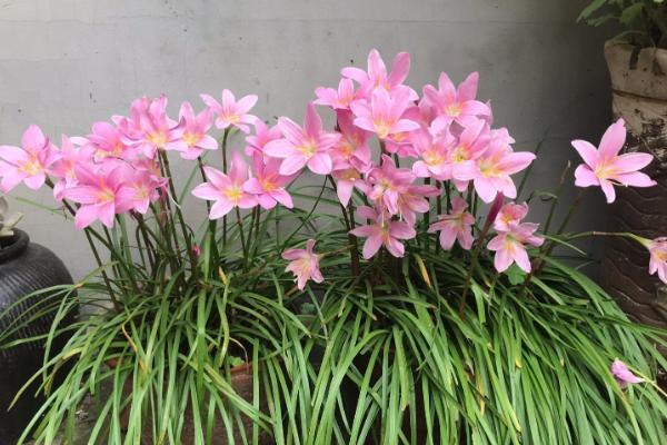 风雨兰怎样过冬，将盆栽摆放在室内养护