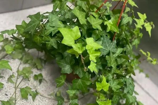 怎么养常青藤,春秋季节将浇水换成喷水