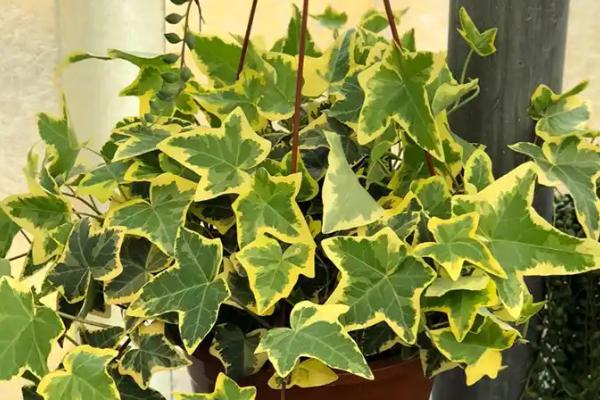 怎么养常青藤,春秋季节将浇水换成喷水