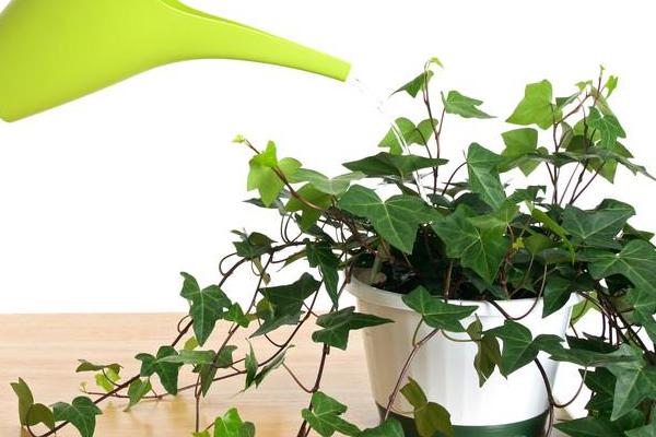 怎么养常青藤,春秋季节将浇水换成喷水