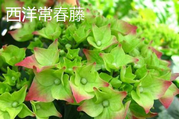 怎么养常青藤,春秋季节将浇水换成喷水