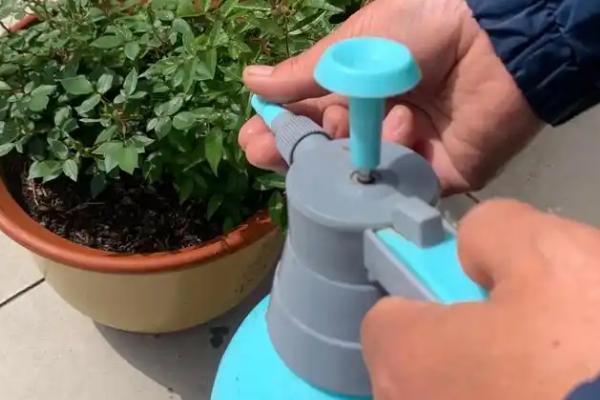 怎么养常青藤,春秋季节将浇水换成喷水