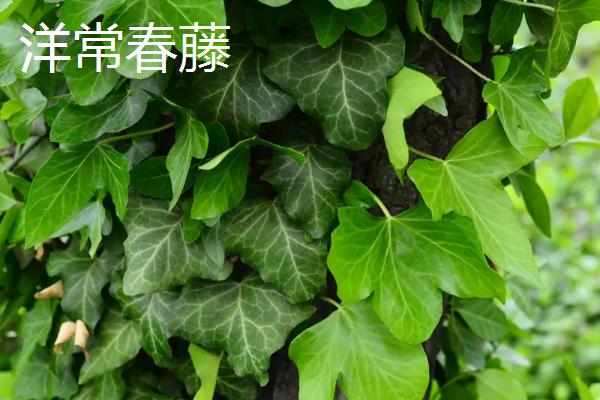 怎么养常青藤,春秋季节将浇水换成喷水