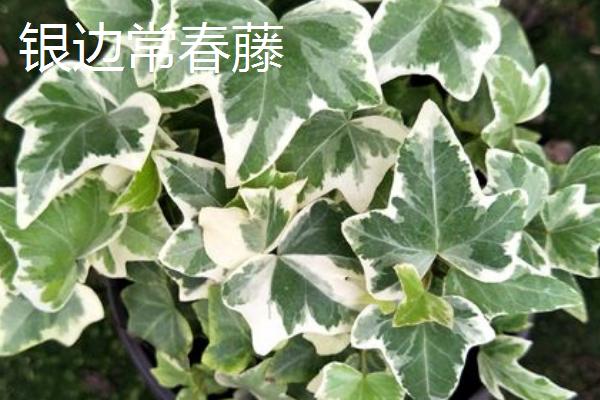 怎么养常青藤,春秋季节将浇水换成喷水