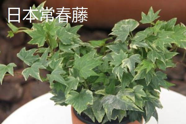 怎么养常青藤,春秋季节将浇水换成喷水