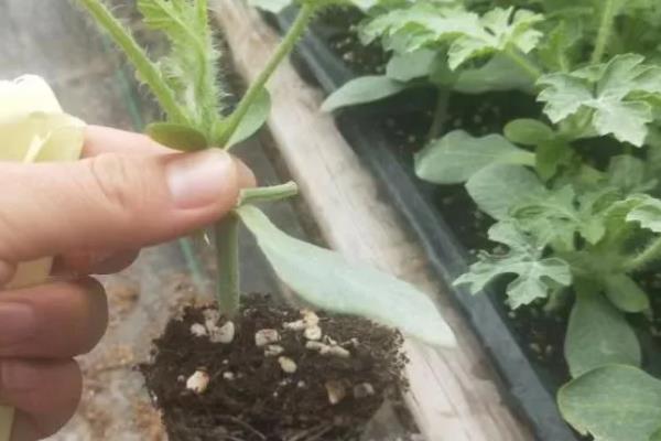 西瓜的种植方法，适合在每年的春季播种