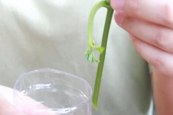 百香果种苗怎么繁殖，可种子繁殖也可扦插繁殖