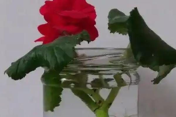 怎么养殖四季海棠花，生长前期每隔半个月追肥一次