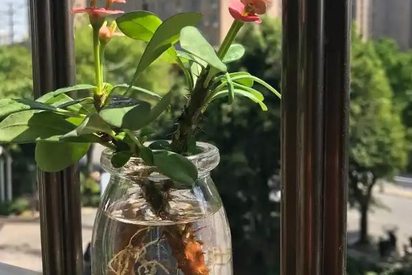 怎么养殖四季海棠花，生长前期每隔半个月追肥一次
