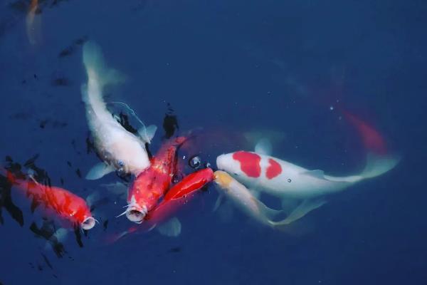 锦鲤怕不怕热，锦鲤不怕热