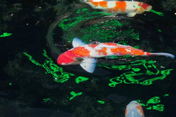 锦鲤怕不怕热，锦鲤不怕热