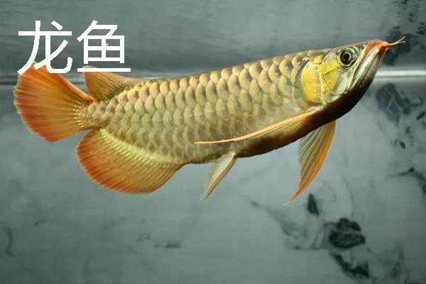 锦鲤怕不怕热，锦鲤不怕热