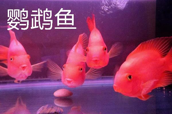 锦鲤怕不怕热，锦鲤不怕热