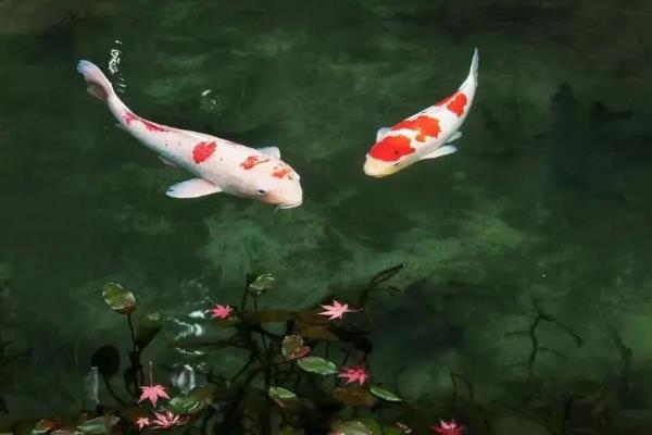 锦鲤怕不怕热，锦鲤不怕热