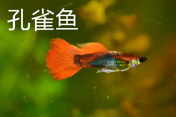 锦鲤怕不怕热，锦鲤不怕热