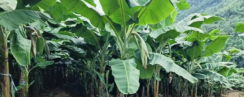 什么水果一年四季可以结果，有香蕉、菠萝等