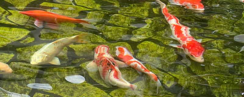 锦鲤怕不怕热，锦鲤不怕热