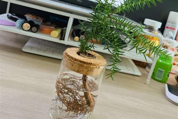 澳洲杉怎么水培，每隔10天换一次水