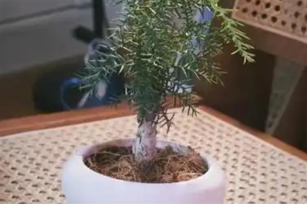澳洲杉怎么水培，每隔10天换一次水