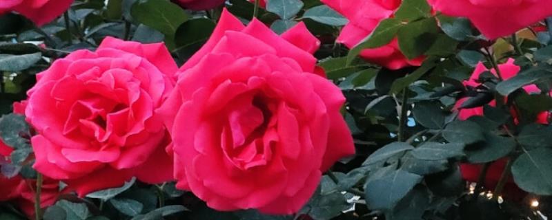 花中皇后是什么，是指月季花