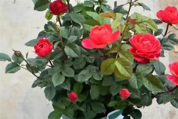 花中皇后是什么，是指月季花