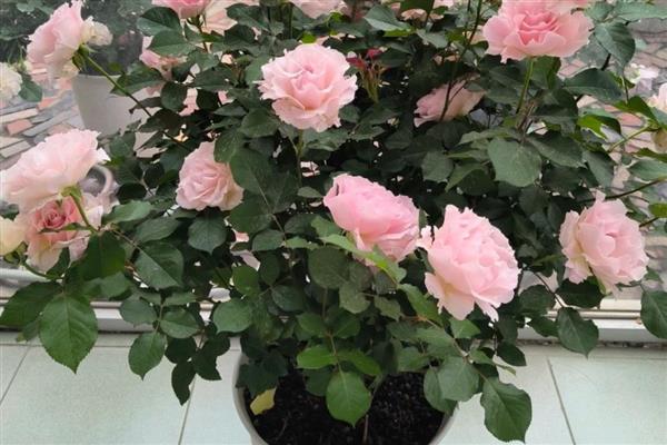 花中皇后是什么，是指月季花