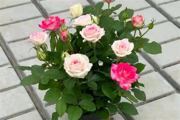 花中皇后是什么，是指月季花