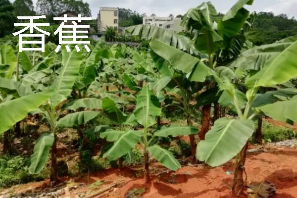 什么水果一年四季可以结果,有香蕉、菠萝等