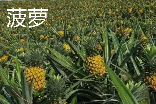 什么水果一年四季可以结果,有香蕉、菠萝等