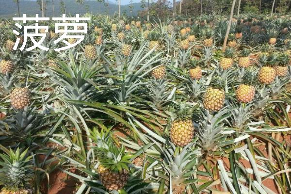 什么水果一年四季可以结果,有香蕉、菠萝等