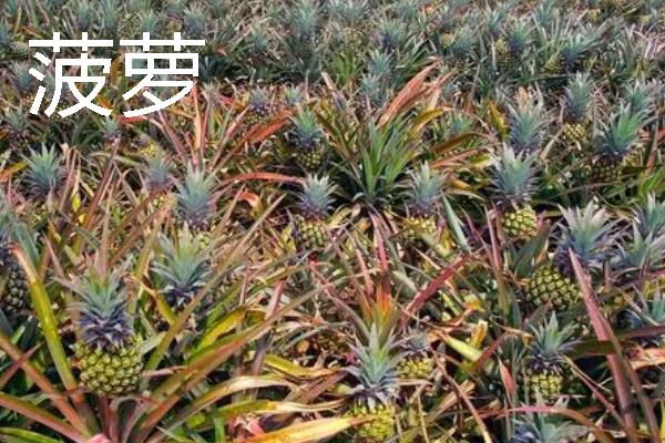 什么水果一年四季可以结果,有香蕉、菠萝等