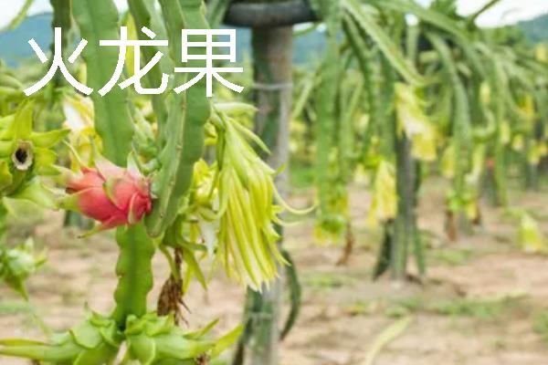 什么水果一年四季可以结果,有香蕉、菠萝等