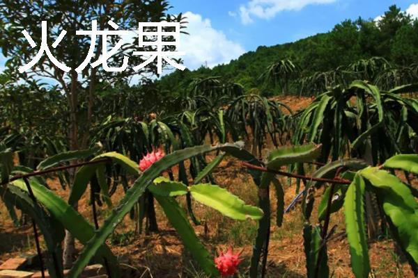 什么水果一年四季可以结果,有香蕉、菠萝等