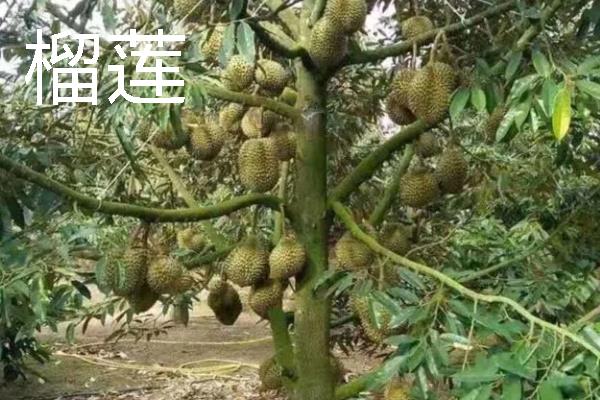 什么水果一年四季可以结果,有香蕉、菠萝等