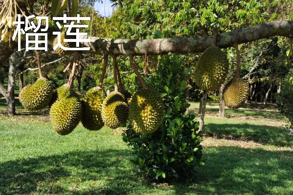 什么水果一年四季可以结果,有香蕉、菠萝等